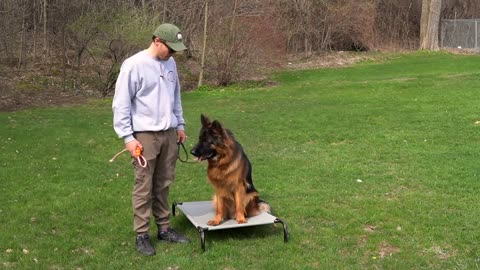 THE BIGGEST OVERLOOKED DOG TRAINING COMMAND!