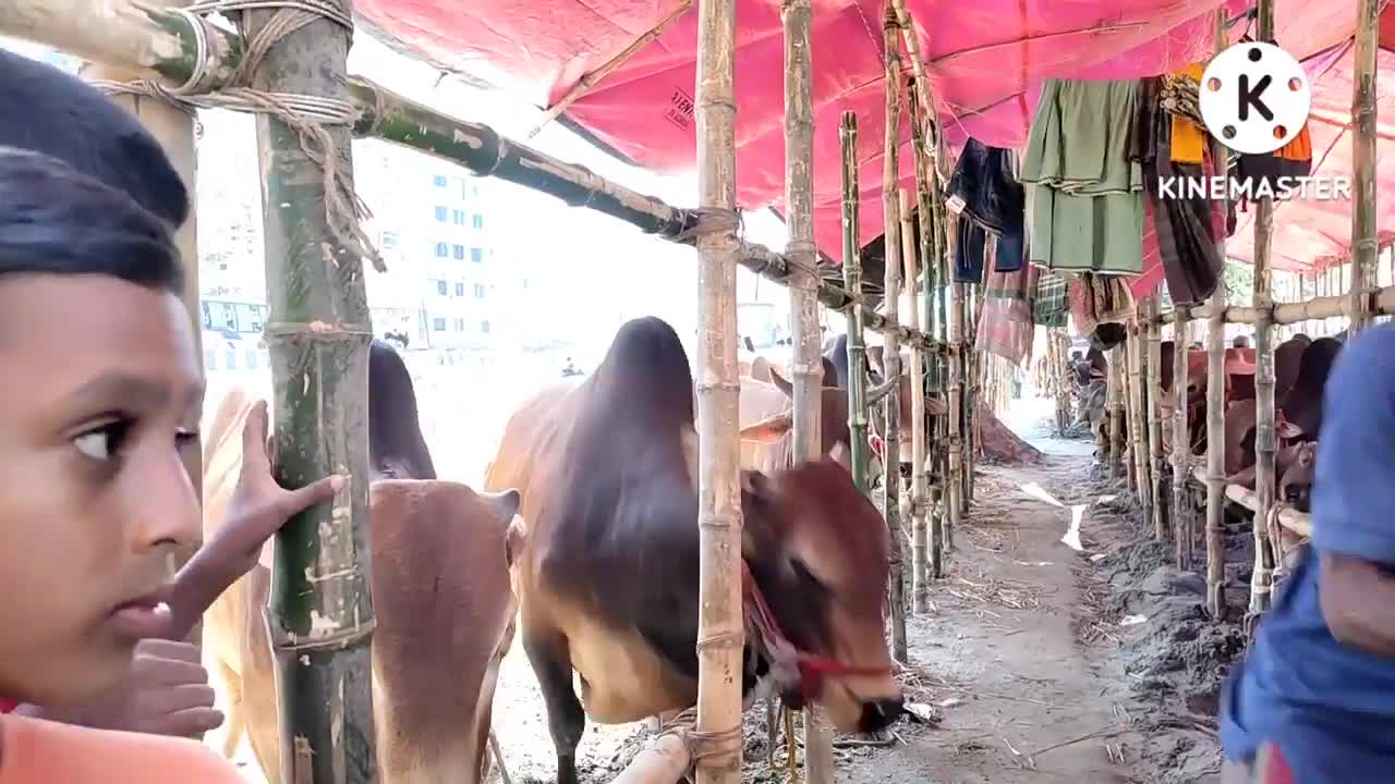 a bull was hit this two guys funny moment