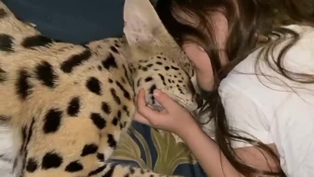 Affectionate cat serval