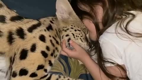 Affectionate cat serval