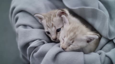 Two cute kitties