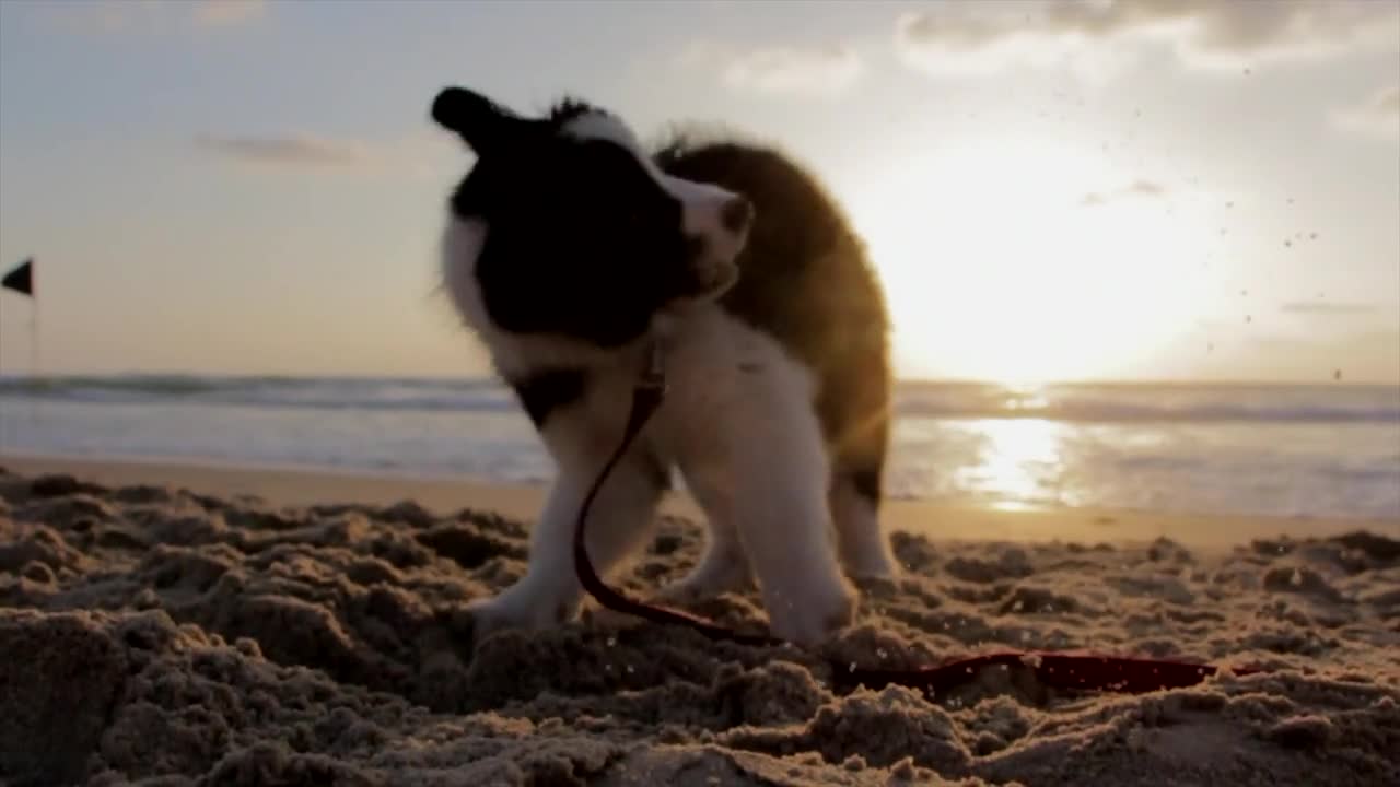 Puppy dog ​​playful sand beach playing pet dogs