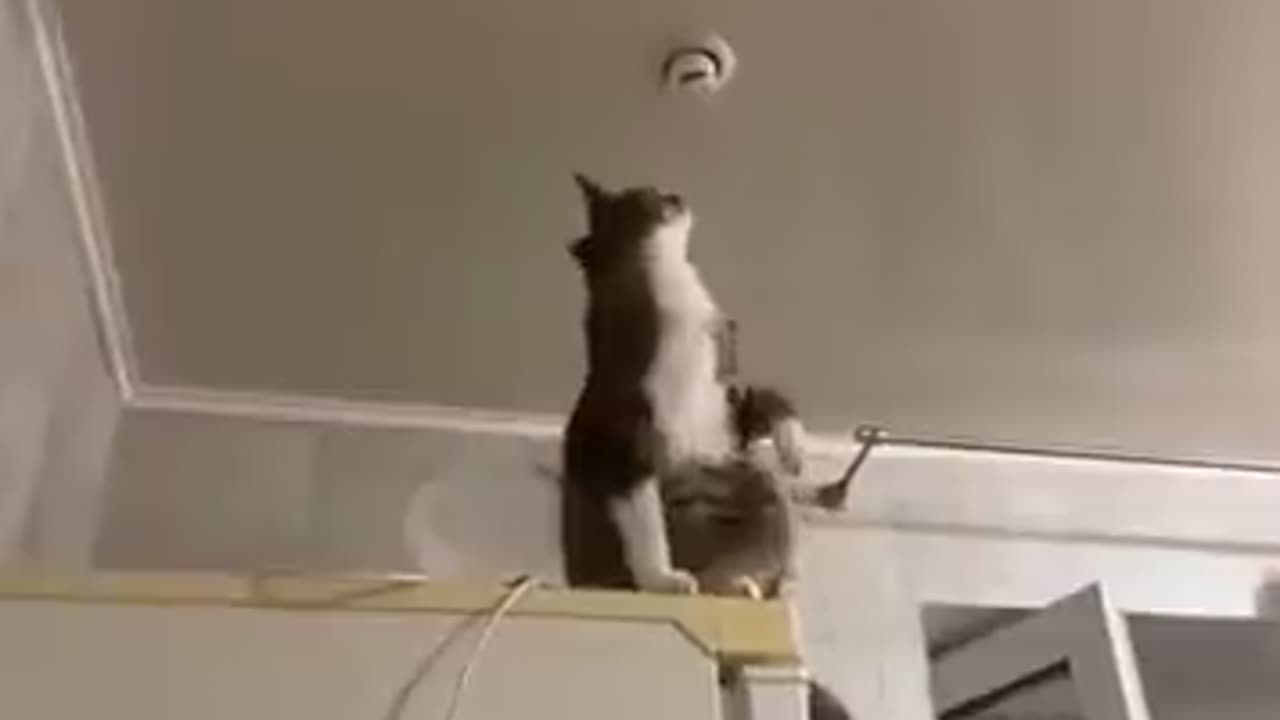 Cat Electrician