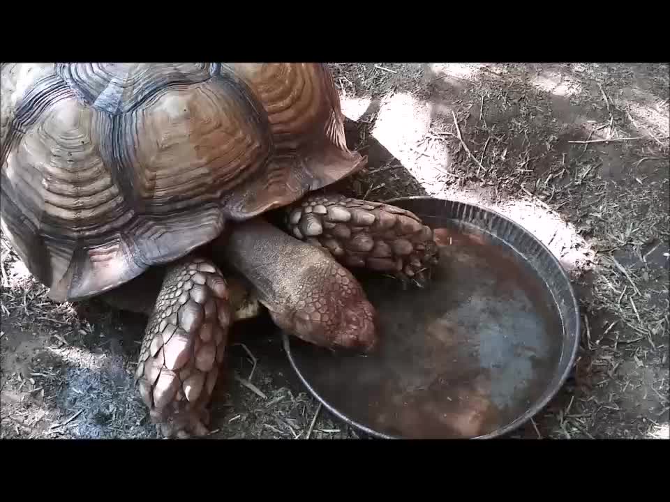 🐢 Tonka Tortoise Takes A Rare Drink ❤