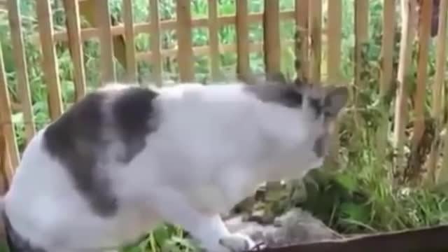 Funniest cat videos #117 - HILARIOUS!