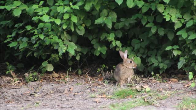 Brown rabbit run with sound