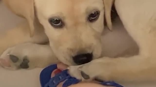 Bad dog😝