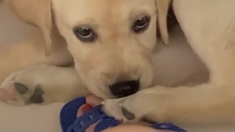 Bad dog😝
