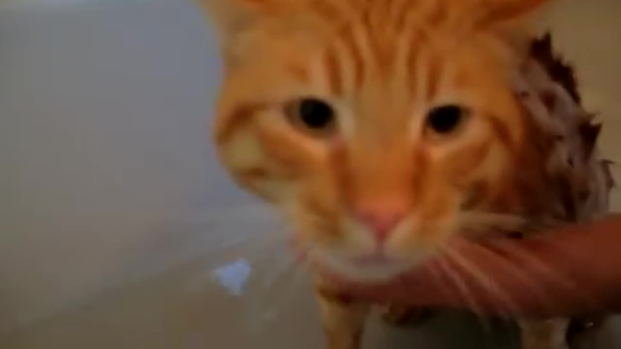 Cute cat makes sound like crying during bath.