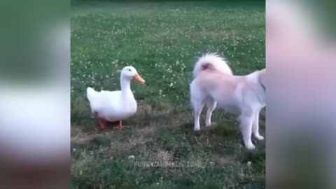 Funniest Animals 2023,😀