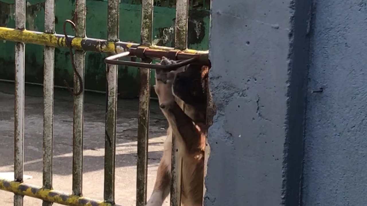 Clever Dog Opens Gate By Itself