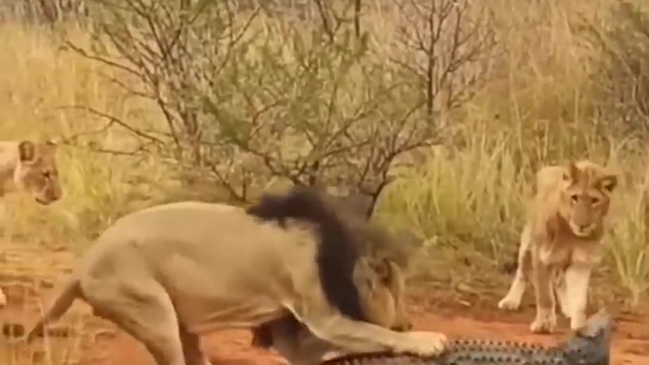 Wild Showdown: Lion vs. Crocodile on Dry Ground"