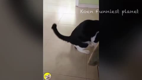 Funny Dogs And Cats Videos 2024 😅