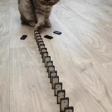 Cat playing game
