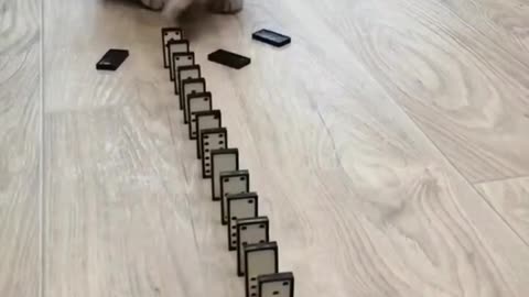 Cat playing game
