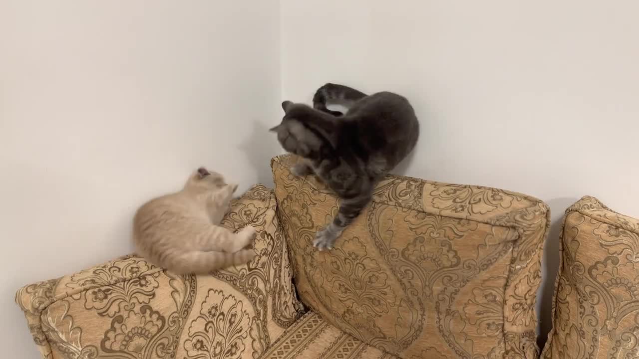 Kitten Bites Cats Tail, He Instantly Regrets It