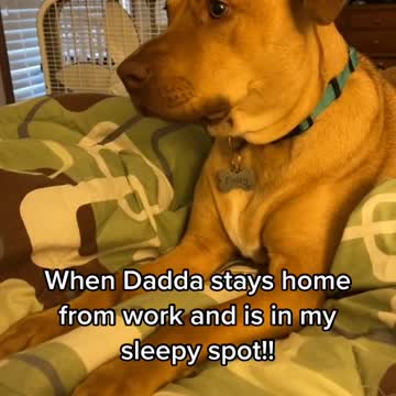 DADDY OCCUPIED MY PLACE.mp4