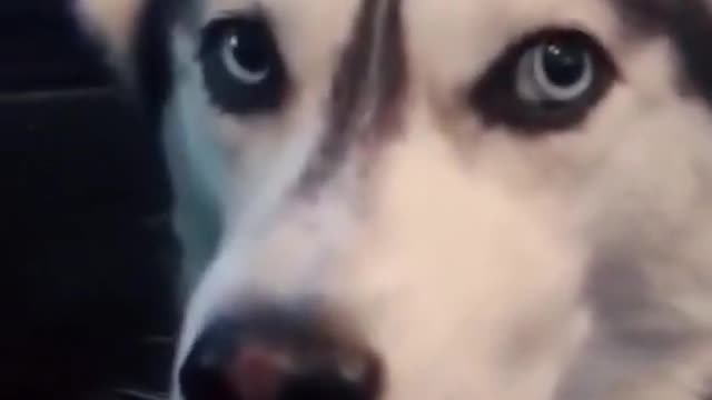 y2mate.com - i love you dog saydog animals pet shorts dogfight dognut cafe_1080p
