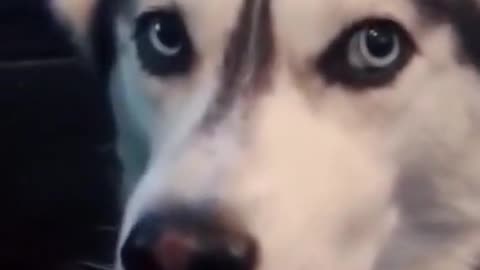 y2mate.com - i love you dog saydog animals pet shorts dogfight dognut cafe_1080p