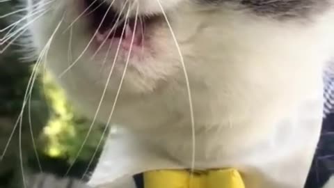 CAT SOUNDS VIDEO