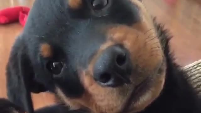 12 Ways Investing in Dogs Can Make You a Millionaire