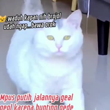 Pregnant White Cat Walking like a mannequin
