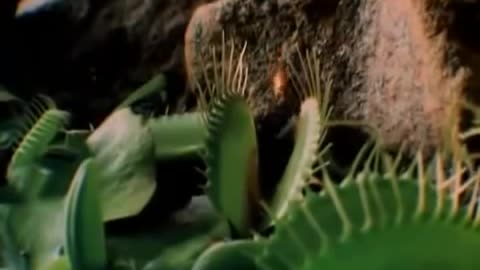 The Secret Life of Plants (1979)