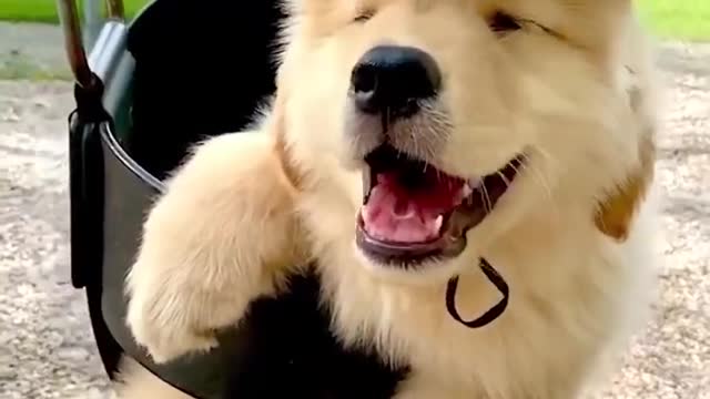 Funniest & Cutest Golden Retriever Puppies - 30 Minutes of Funny Puppy Videos 2020 #3