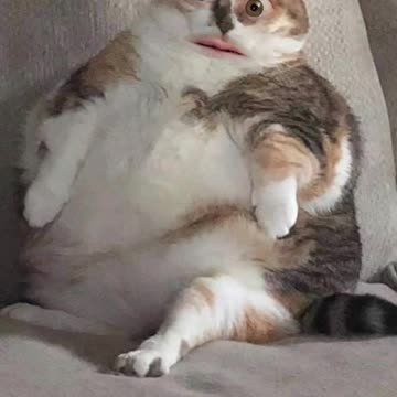 Family Dinners Be like...