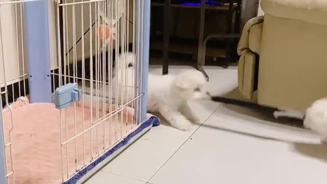 Tug-of-war begins now. Come on, come on