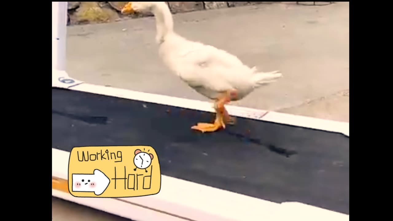 THE DUCKY WAY............