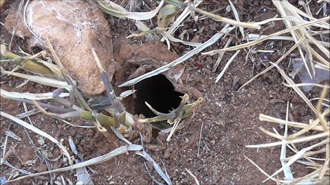 Wolf Spider Gets Afternoon Evictions