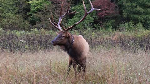 CATALOOCHEE VALLEY - ELK WATCHING