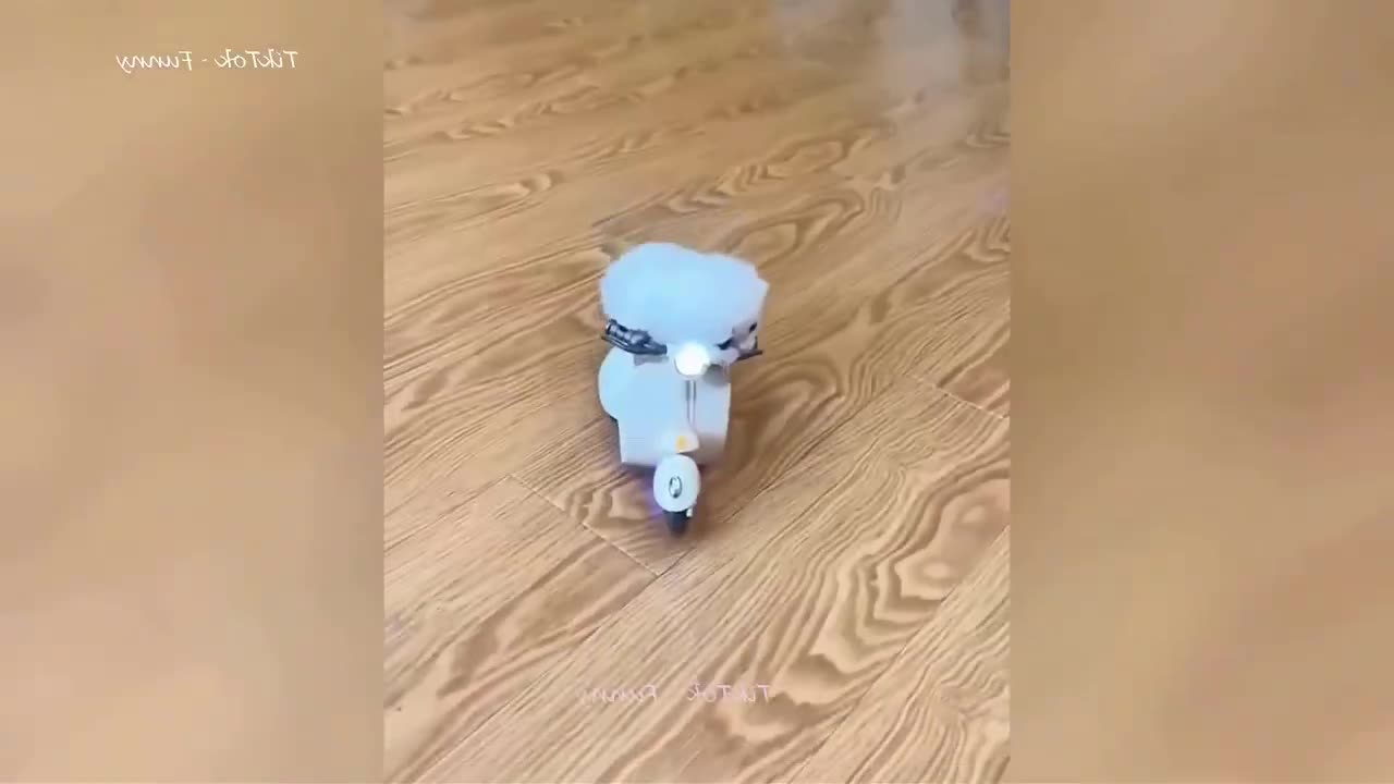 funny cat & dog video