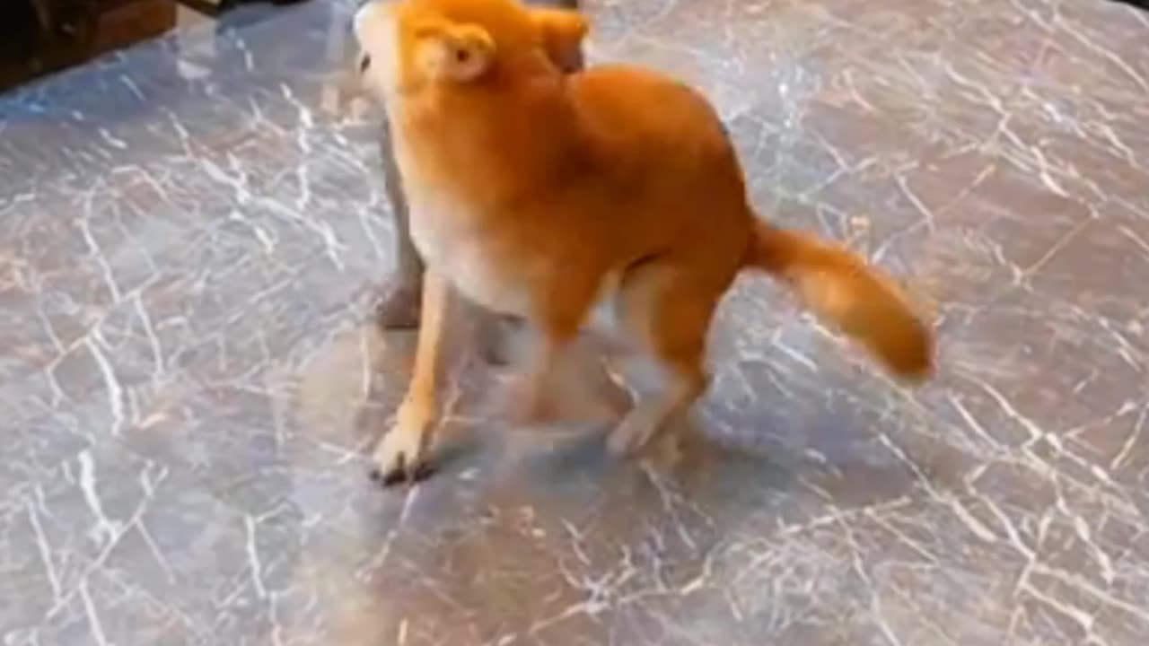 Cat and dog funny