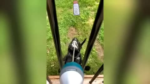 Funniest Animals 2023 🐶🐱 | Funny Cats and Dogs - Funny Animal Videos 2023