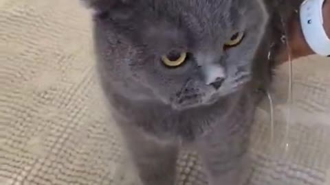 Black cat video