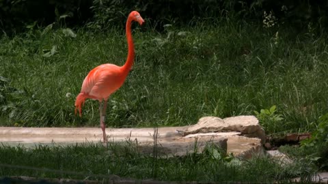 FLAMINGO_BIRD