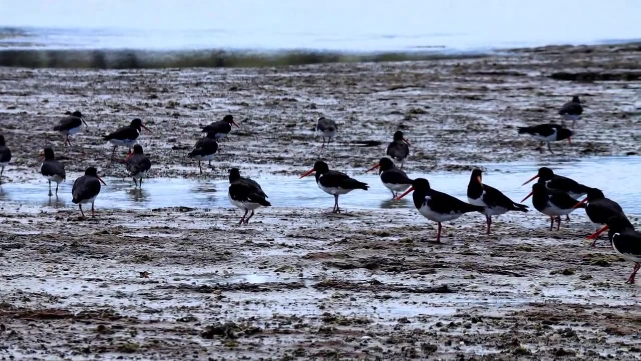 奥克兰 魏尔库Waiuku以及周边地区风景 农场 沙滩 牛 黑天鹅-舒缓音乐Auckland Waiuku and surrounds, farms, beaches, cows, black swans, soothing music