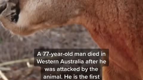 An Australian man has been killed by his “pet” kangaroo.