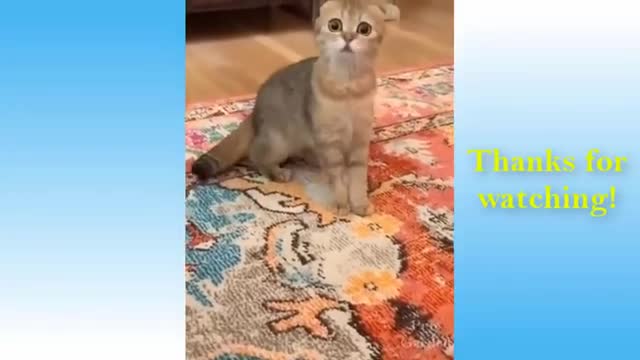 🤣Best cats and dogs funny videos (try not to laugh)🤣😅😂
