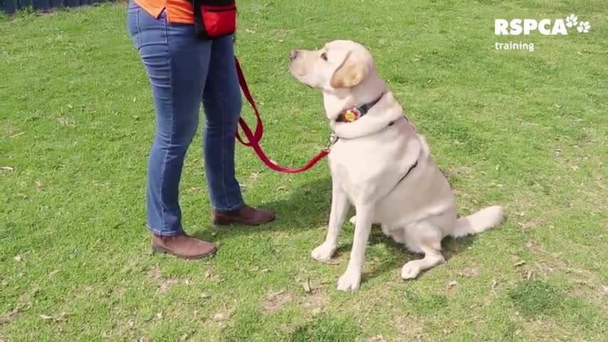 FREE DOG TRAINING SERIES-Lessons-1 :how to teach your dog to sit and drop Duration: 01:50 minutes