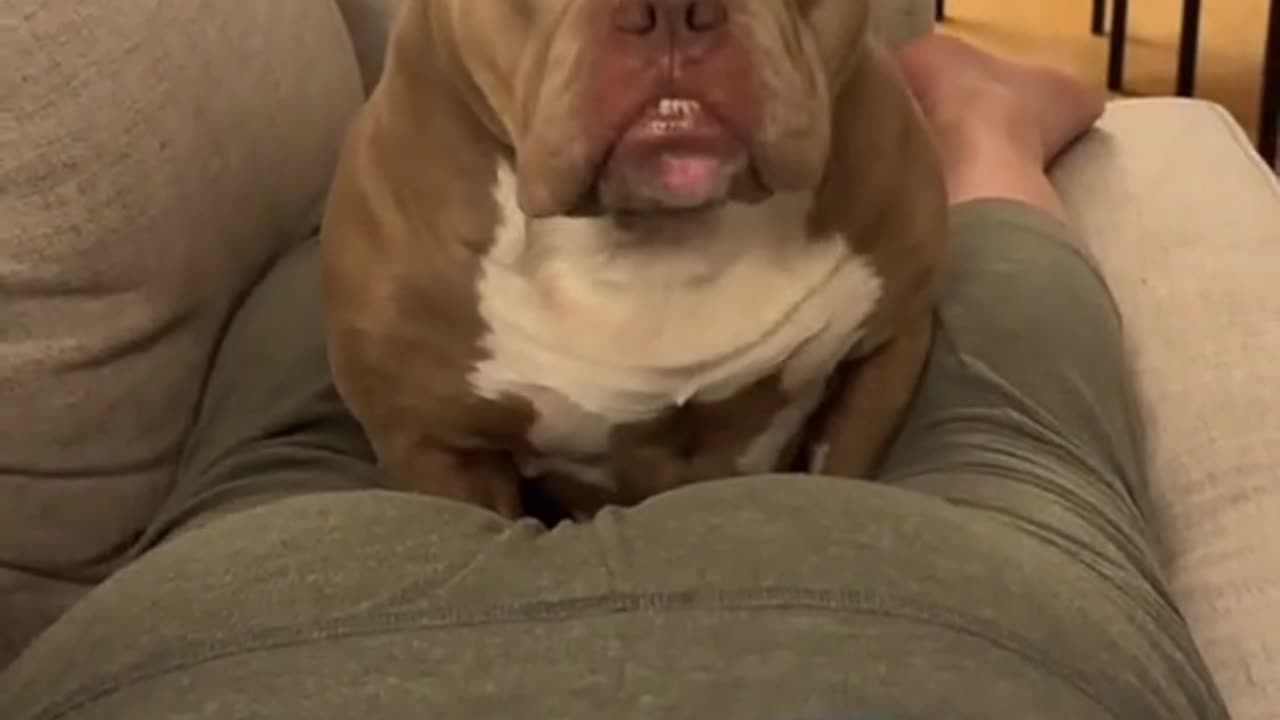 A Dog Shocked By Human Fart Sound.