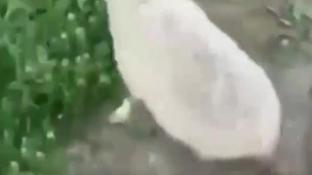 The foolish sheep did what it has done beforeš¤