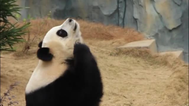 panda