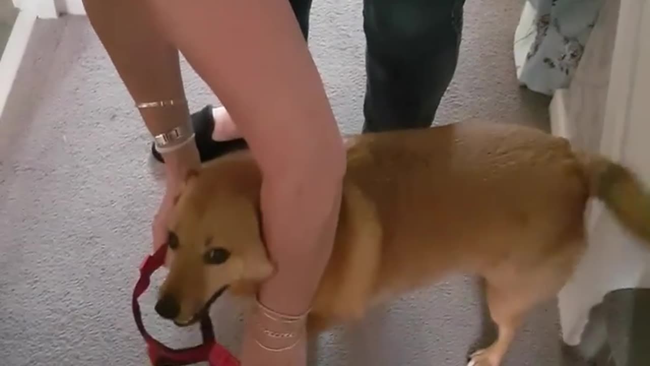 Dog ## movement with ##$lord