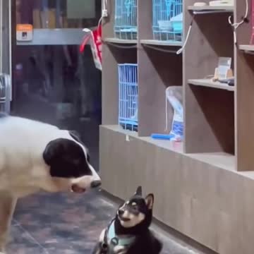 Beautiful clips dogs