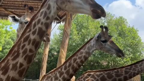 Blue sky and white clouds, check it out # giraffe