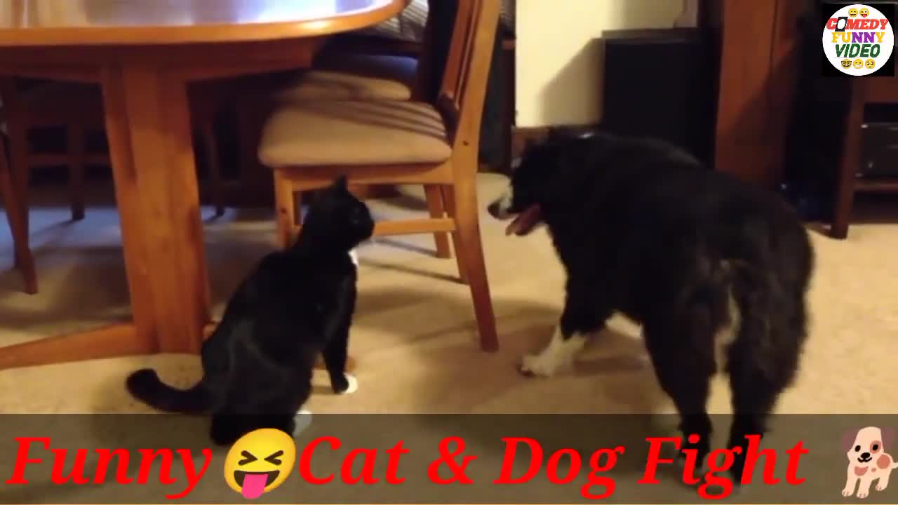 Cat & doge fight