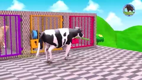 Animal video